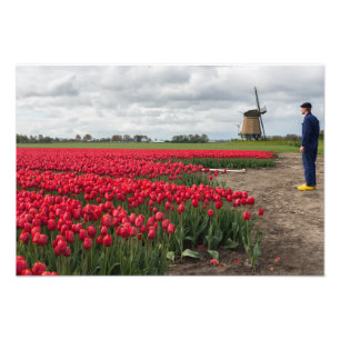 Bauer, der seine Tulpen und Windmühle kontrollier Fotodruck