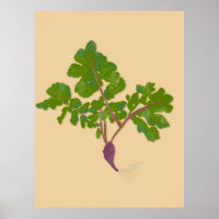 Bauer Radish Turnips Pflanze Gartenarbeit