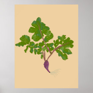 Bauer Radish Turnips Pflanze Gartenarbeit Poster