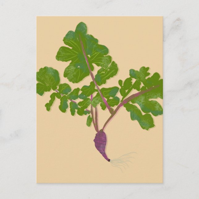Bauer Radish Turnips Pflanze Gartenarbeit Postkarte (Vorderseite)