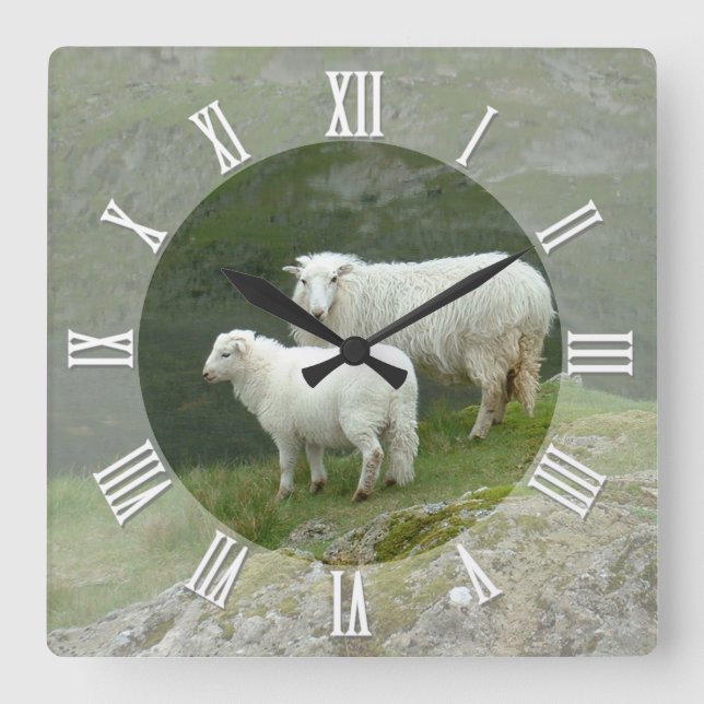 Bauer Uhr, Schottische Schafe, Berge, Schottland Quadratische Wanduhr (Vorderseite)