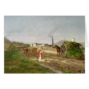 Bauern, die Zuckerrohr sammeln