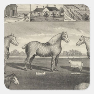 Bauernhof Eurekas auf lager, Scottsville, Kansas Quadratischer Aufkleber