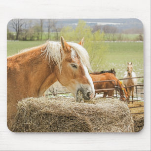 Bauernhofpferd beim Kauen von Heu Mousepad