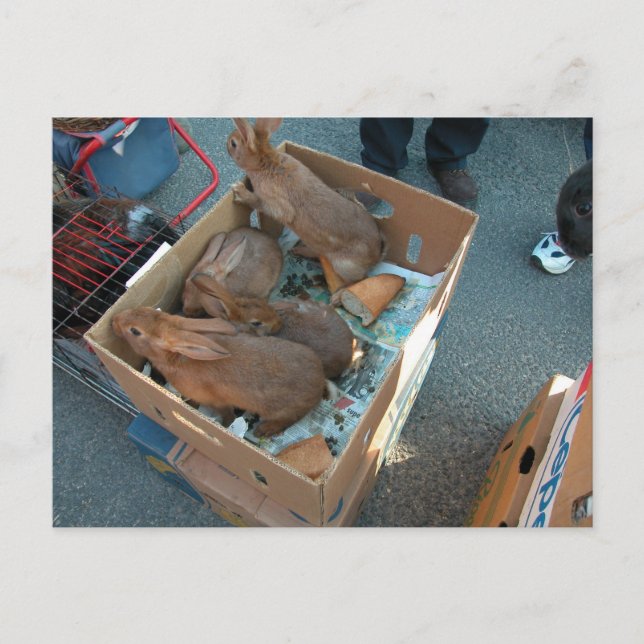 Bauernmarkt, Louans, Bresse, Kaninchen Postkarte (Vorderseite)