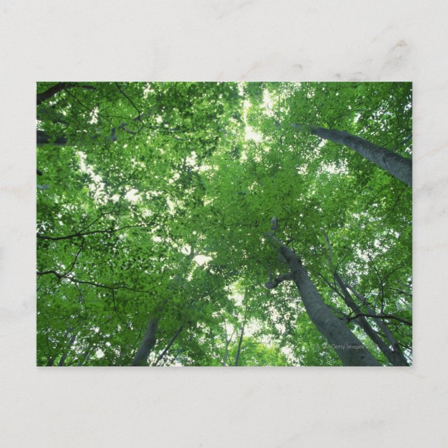 Baum 7 postkarte (Vorderseite)