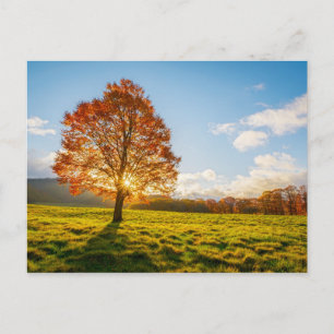 Baum am Feuer Postkarte