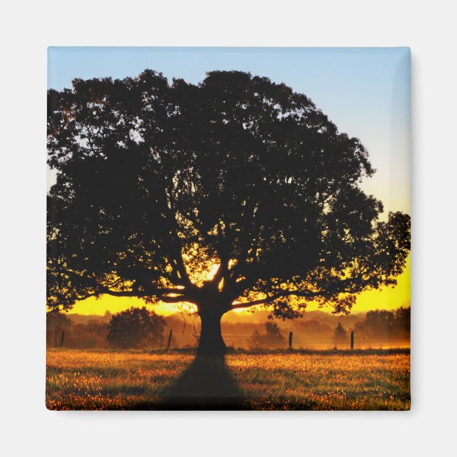 Baum am Morgen Magnet (Vorne)