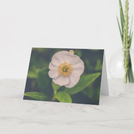 Baum-Anemone Karte