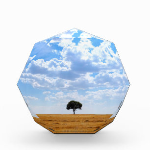 Baum auf einem geernteten Weizenfeld Fotoblock