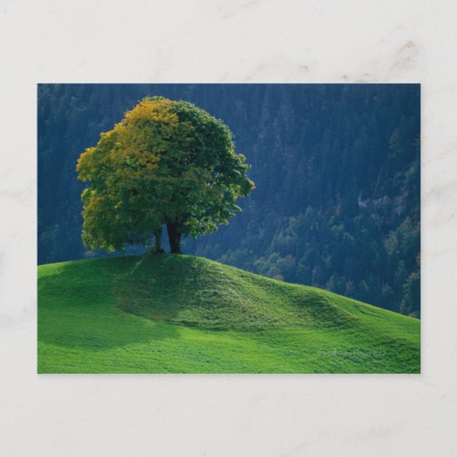 Baum auf einem Hügel Postkarte (Vorderseite)