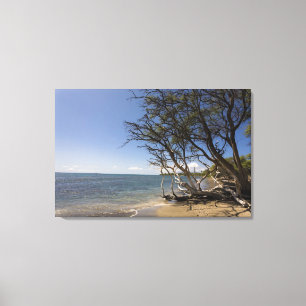 Baum auf einem Strand entlang der Küstenlinie Leinwanddruck