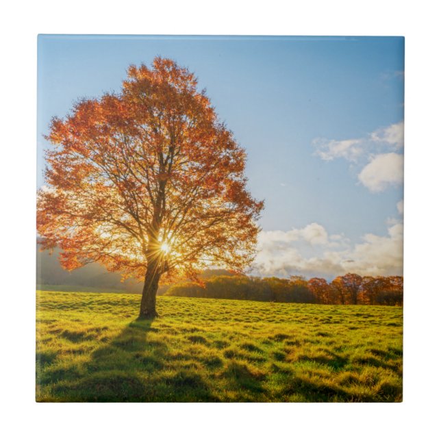 Baum auf Feuer Fliese (Vorderseite)