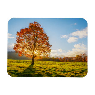 Baum auf Feuer Magnet