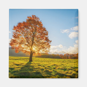 Baum auf Feuer Magnet