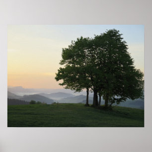 Baum bei Sonnenaufgang Poster