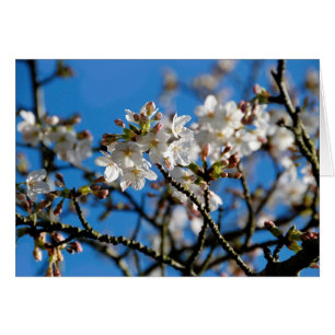 Baum blüht Karte