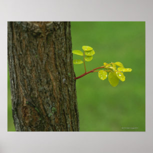 Baum der schwarzen Heuschrecke, der eine neue Poster