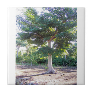 Baum der Weisheit-Fliese Fliese