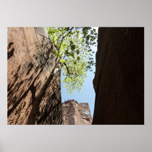 Baum, der zwischen Felsen im Zion-Nationalpark wäc Poster