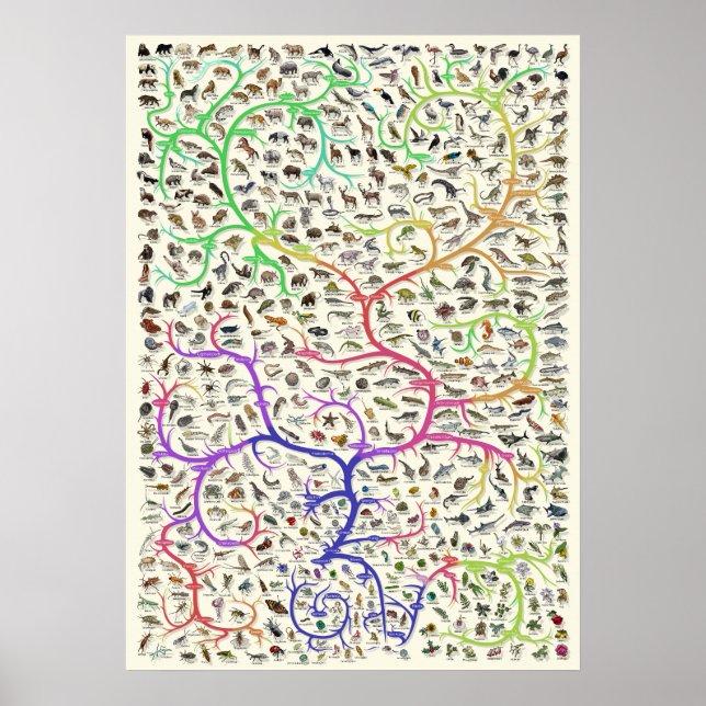 Baum des Lebens Darwinsche Theorie der Evolution P Poster (Vorne)