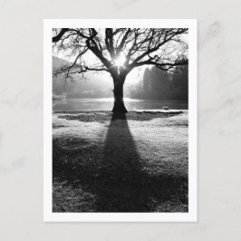 Baum des Lichts: Derwentwater, Cumbria Postkarte