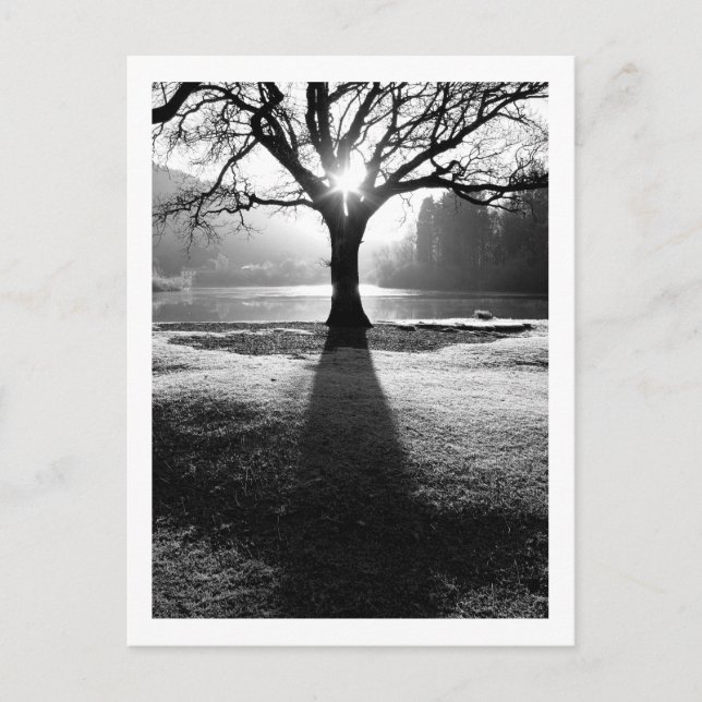 Baum des Lichts: Derwentwater, Cumbria Postkarte (Vorderseite)