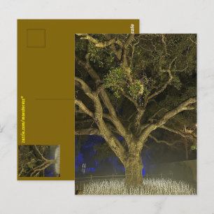 Baum des Lichts Postkarte