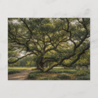 Baum des südlichen Lebens | Live Oak Art | Postkar