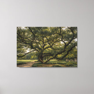 Baum des südlichen Lebens | Live Oak Kunst | Gestr Leinwanddruck