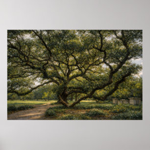 Baum des südlichen Lebens   Live Oak Kunst   Poste Poster