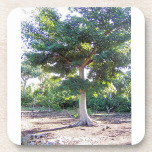 Baum des Weisheit-Kork-Untersetzer Getränkeuntersetzer