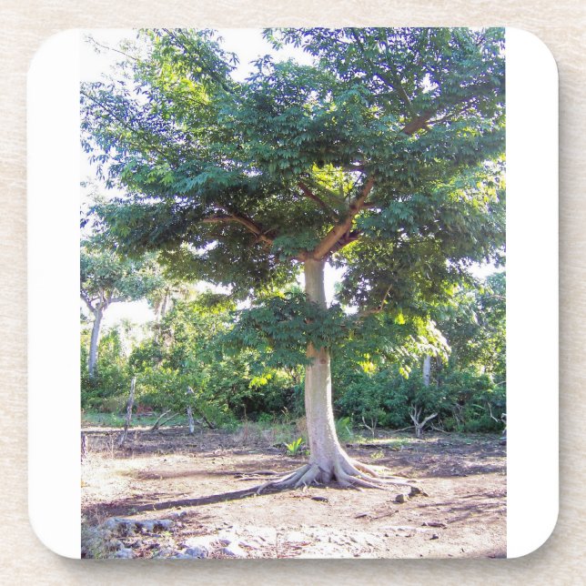 Baum des Weisheit-Kork-Untersetzer Getränkeuntersetzer (Vorderseite)