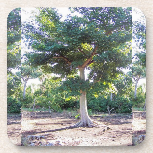 Baum des Weisheit-Kork-Untersetzer Untersetzer (Vorderseite)