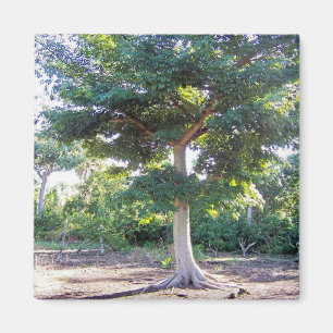 Baum des Weisheitsmagneten Magnet