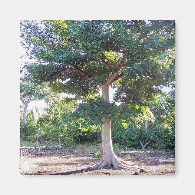 Baum des Weisheitsmagneten Magnet (Vorne)