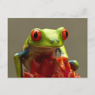 Baum Frog mit Roten Augen Postkarte