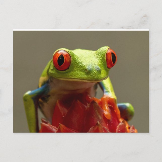 Baum Frog mit Roten Augen Postkarte (Vorderseite)