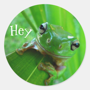 Baum Frog Stickers