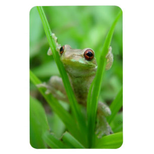 Baum-Frosch, der an Flexi Magneten hält Magnet
