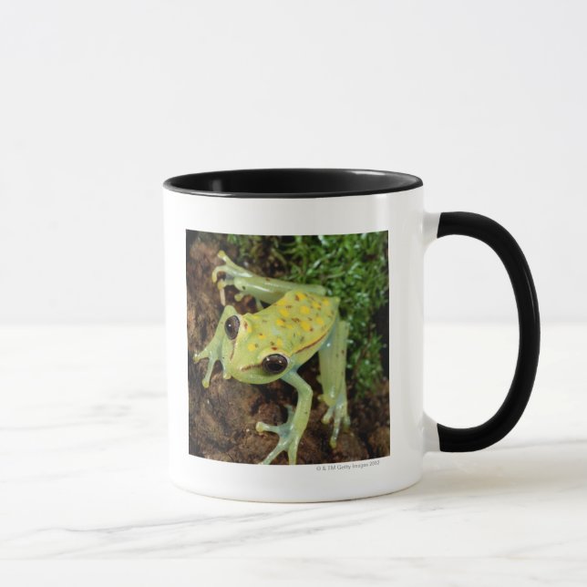 Baum-Frosch (Hylidae) Tasse (Rechts)