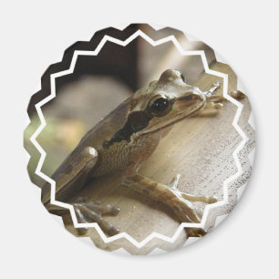 Baum-Frosch-Magnet Magnet