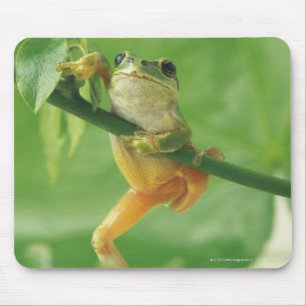 Baum-Frosch Mousepad
