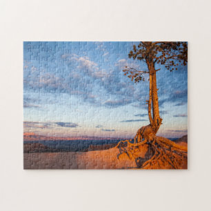Baum haftet Leiste, Bryce Schlucht-Nationalpark an