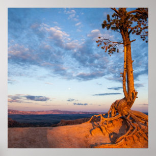 Baum haftet Leiste, Bryce Schlucht-Nationalpark an Poster