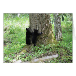 Baum Huggers