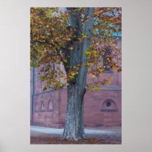 Baum im Dom-Park Deutschland Poster