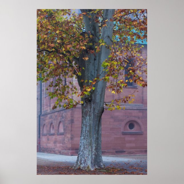 Baum im Dom Park | Deutschland Poster (Vorne)