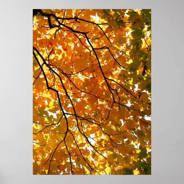 Baum im Herbst Poster (Vorne)