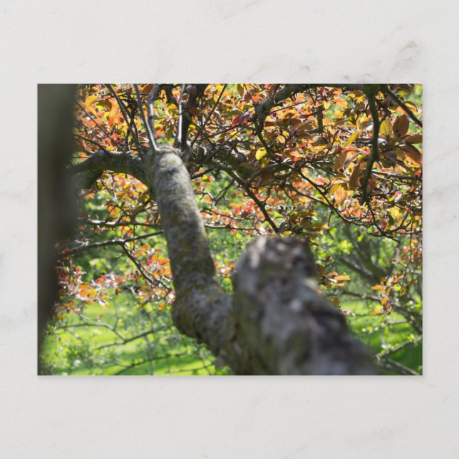 Baum im Herbst Postkarte (Vorderseite)